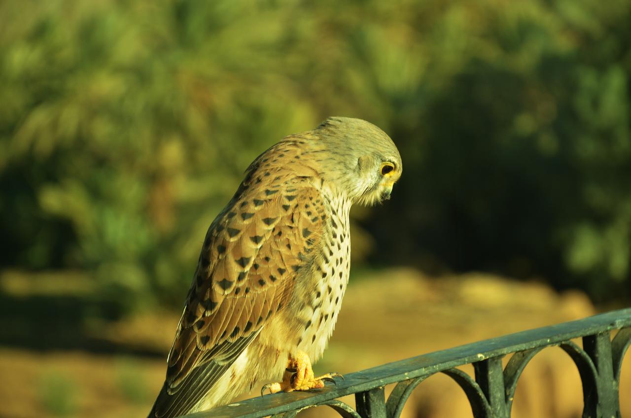 Riad Chay & Boutique Tajda ภายนอก รูปภาพ